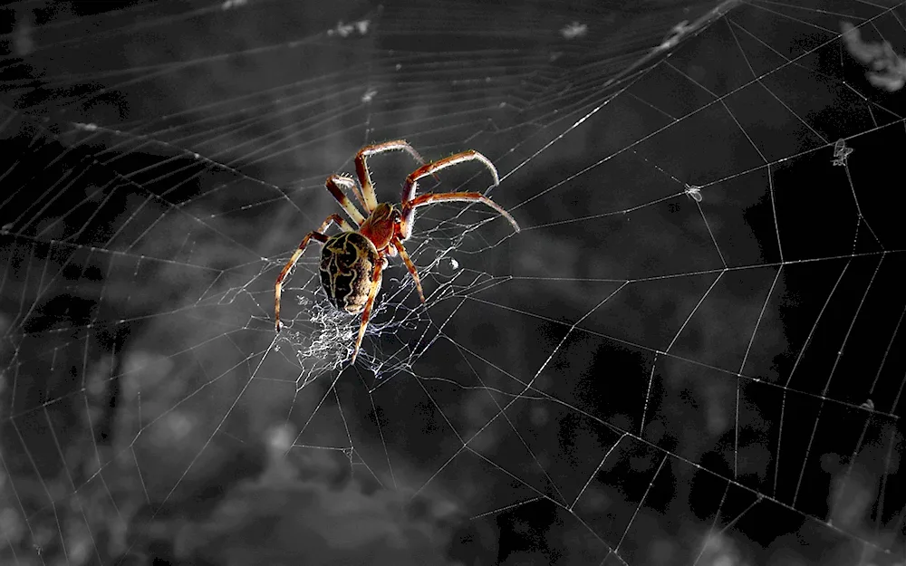 Arachnid spider