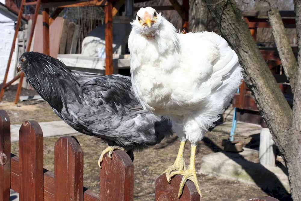 Ameraucana hens