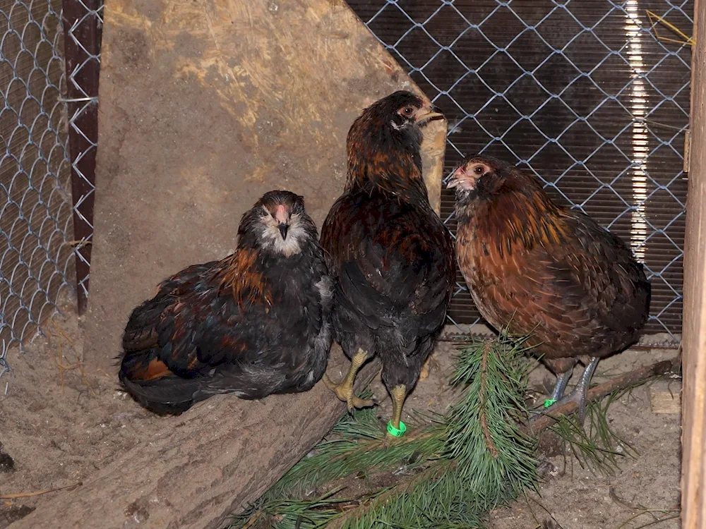 Shaver Brown breed of chicken