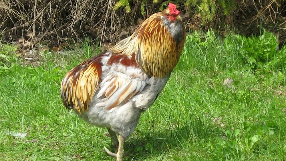 Shaver Brown breed of chicken