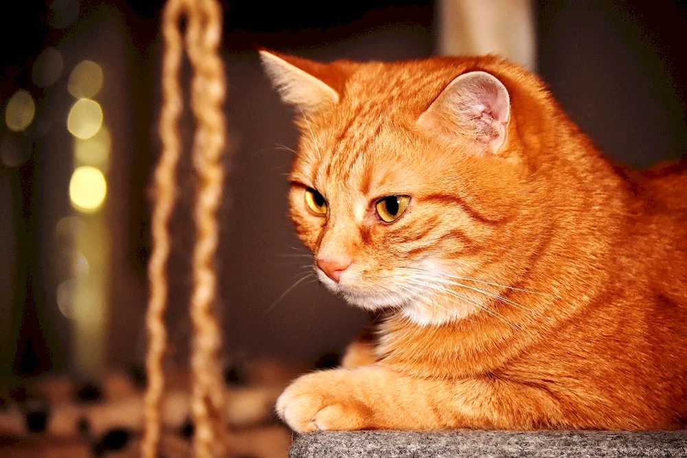 Arabian MAU red