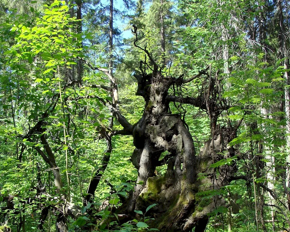 Arbekovsky forest Leshy