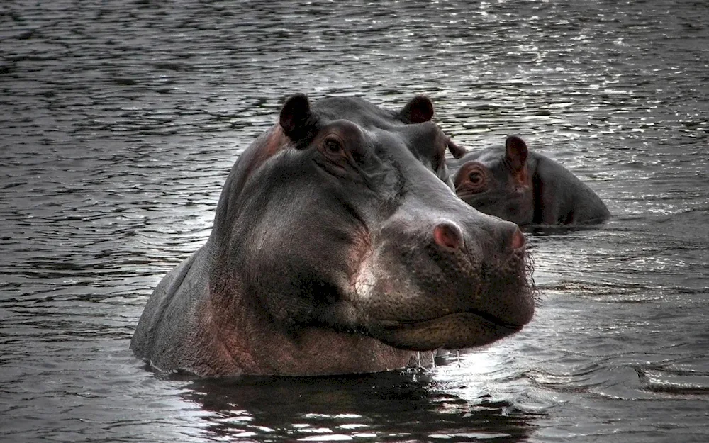 Hippopotamus sperm whale Hippopotamus