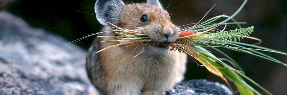 A chinchilla habitat.