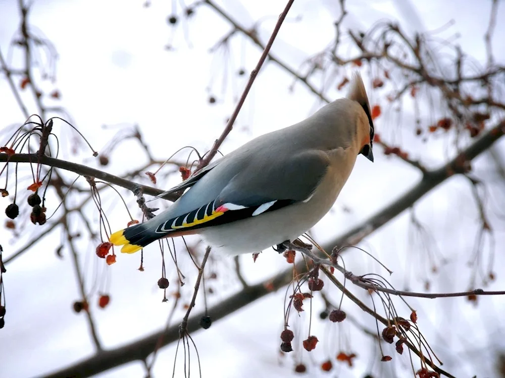 Winter birds