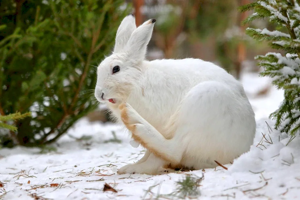 Belyak hare in the tundra