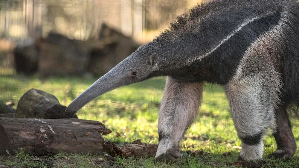 Monkey anteater