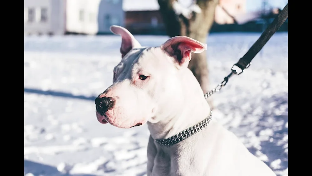 American Staffordshire terrier black