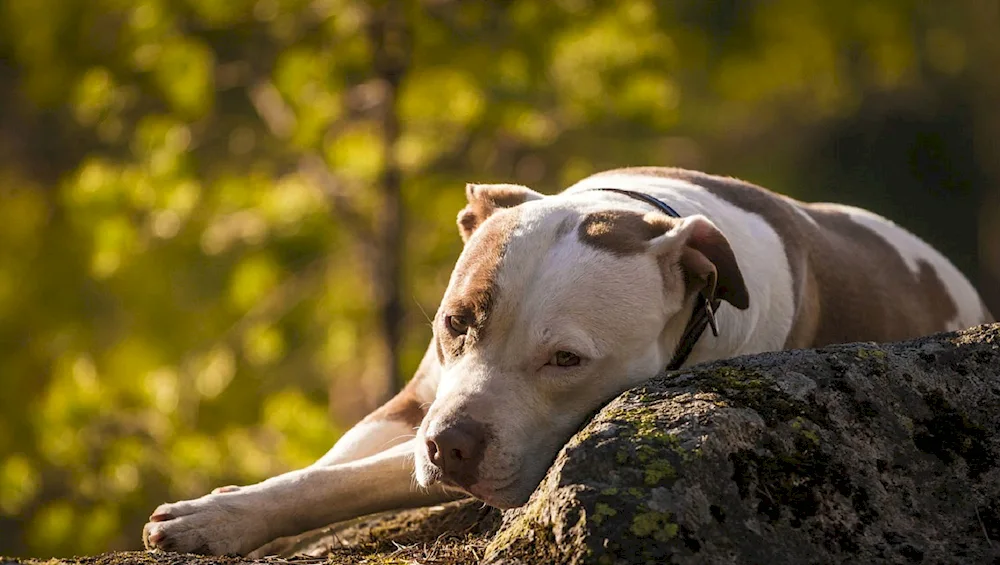 Argentine Staffordshire terrier