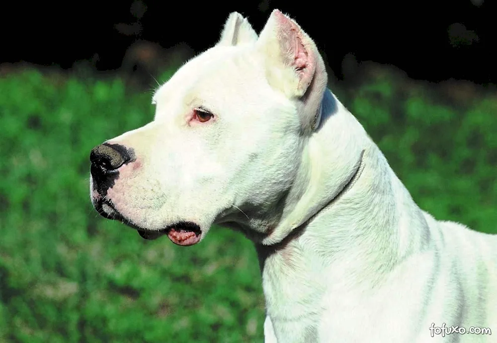 American Staffordshire Terrier