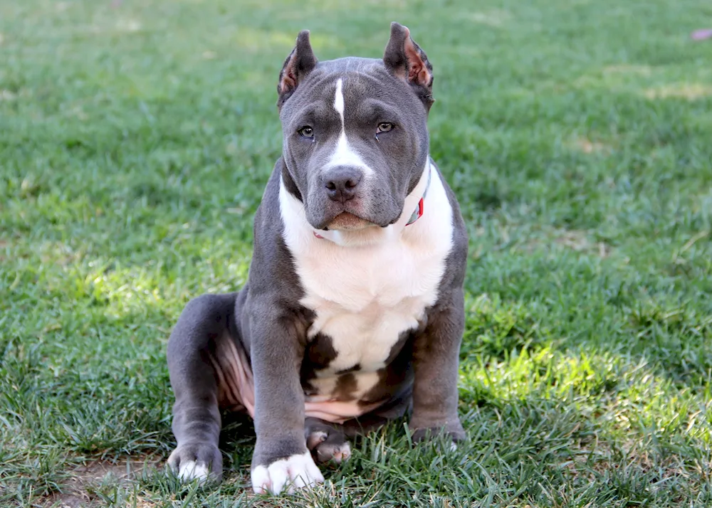 American Pit Bull Terrier