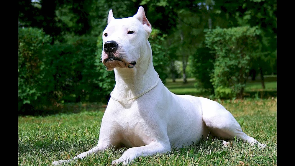 American bulldog