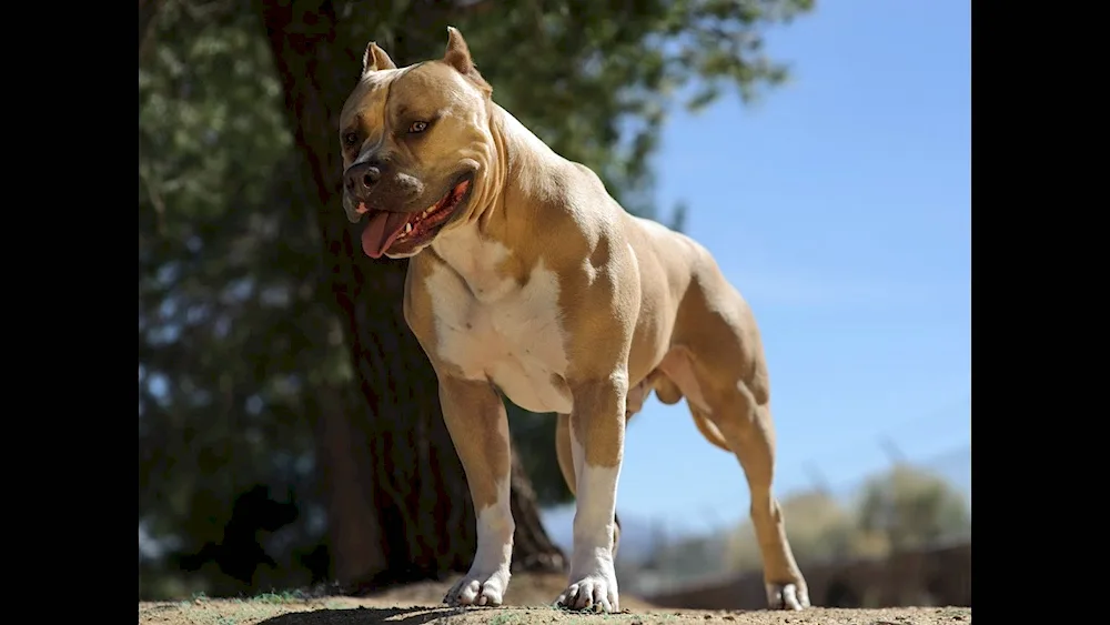 Argentine Staffordshire terrier