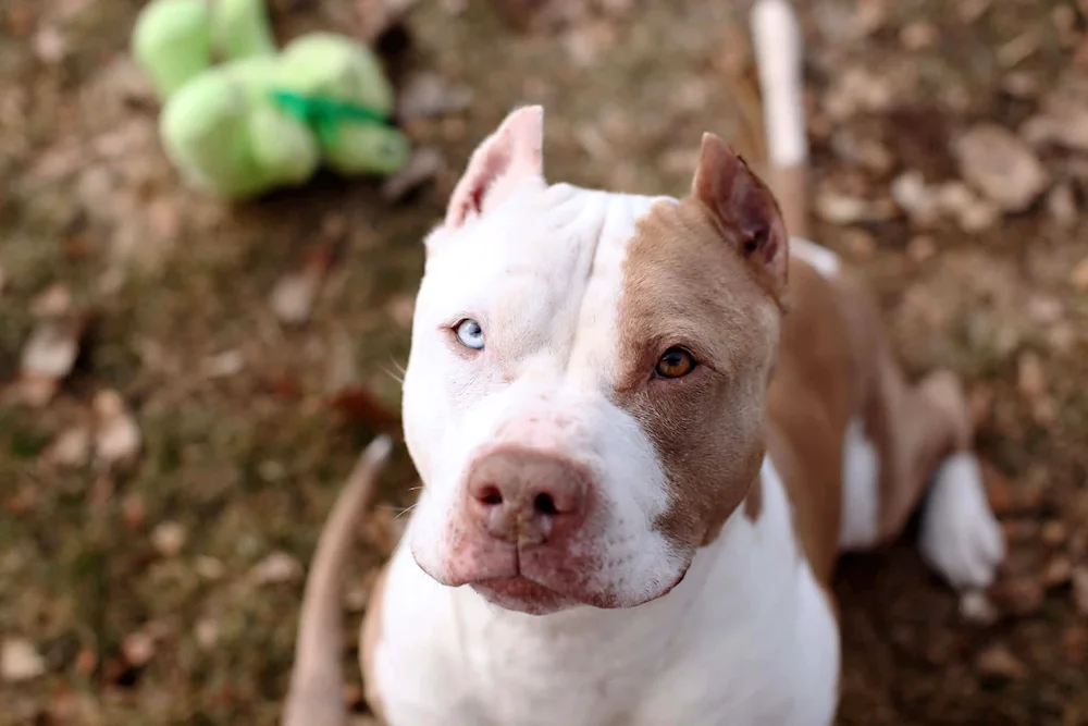 Argentine Staffordshire Terrier