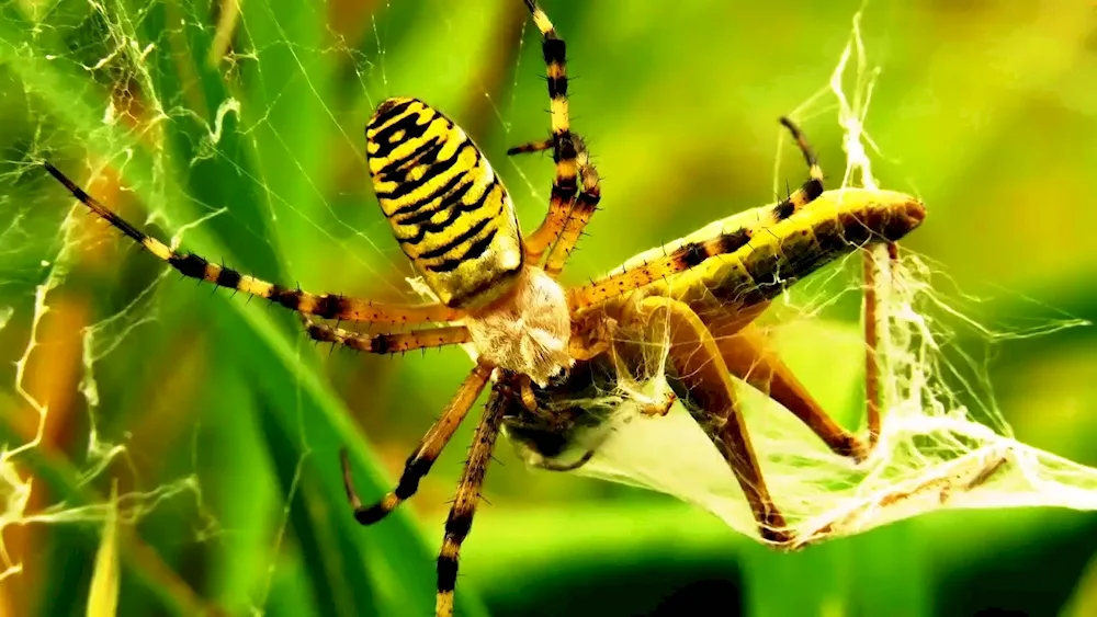 The house spider Tegenaria agrestis