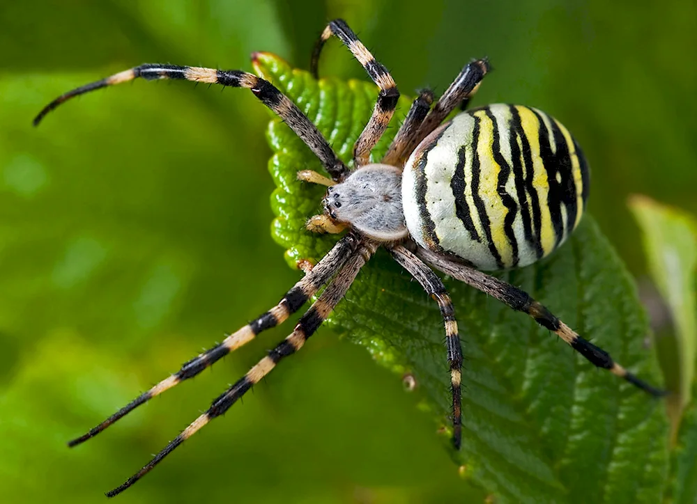 Brunnich spider- Wasp