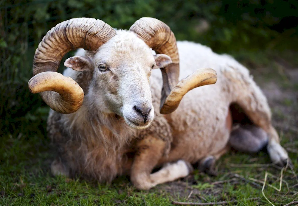 Valdai goat