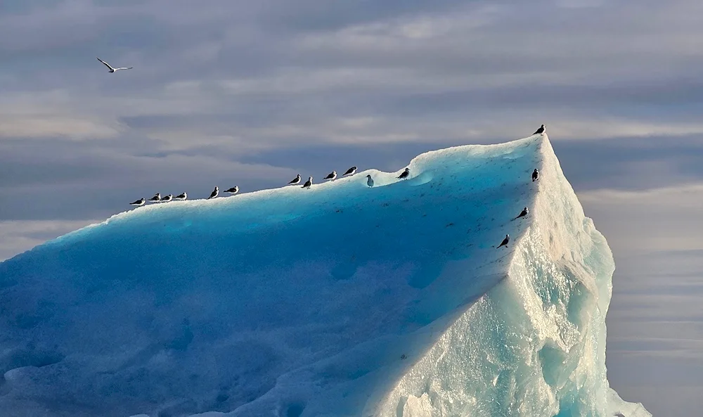 Arctic. ecosystem