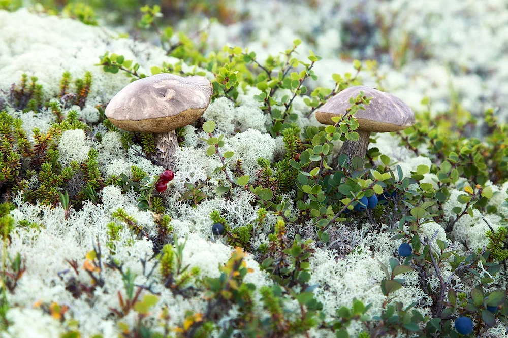 Arctic Mohovo- Lichen tundra