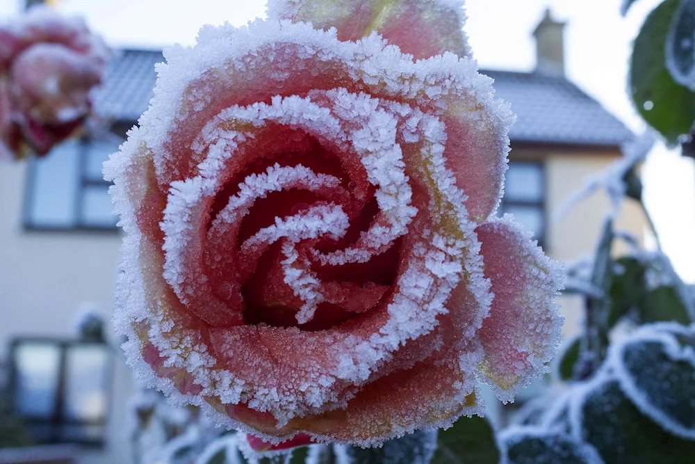 Winter flowers