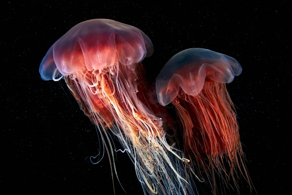 Arctic jellyfish cyanea