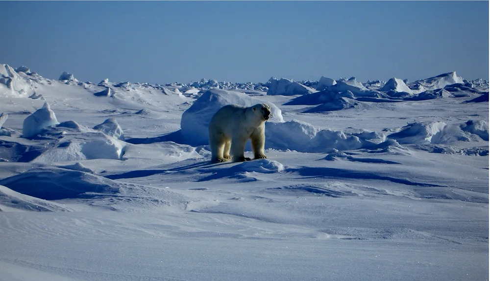 Arctic tundra