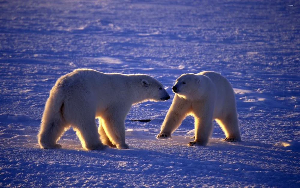 Northern Arctic Ocean polar bear