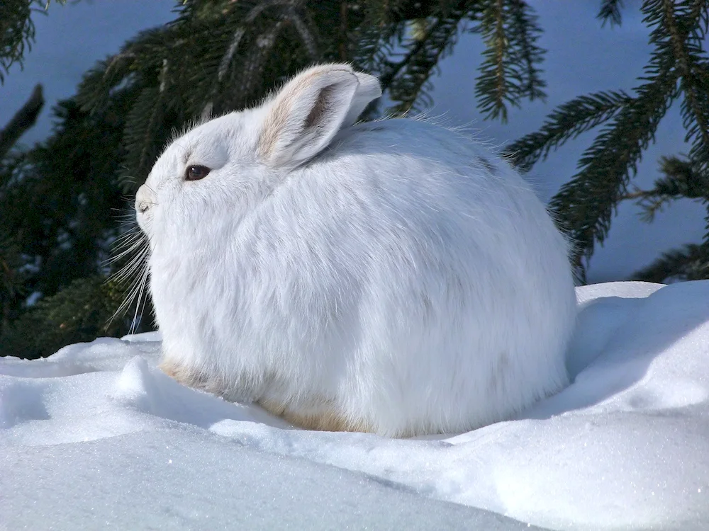 Arctic Squirrel