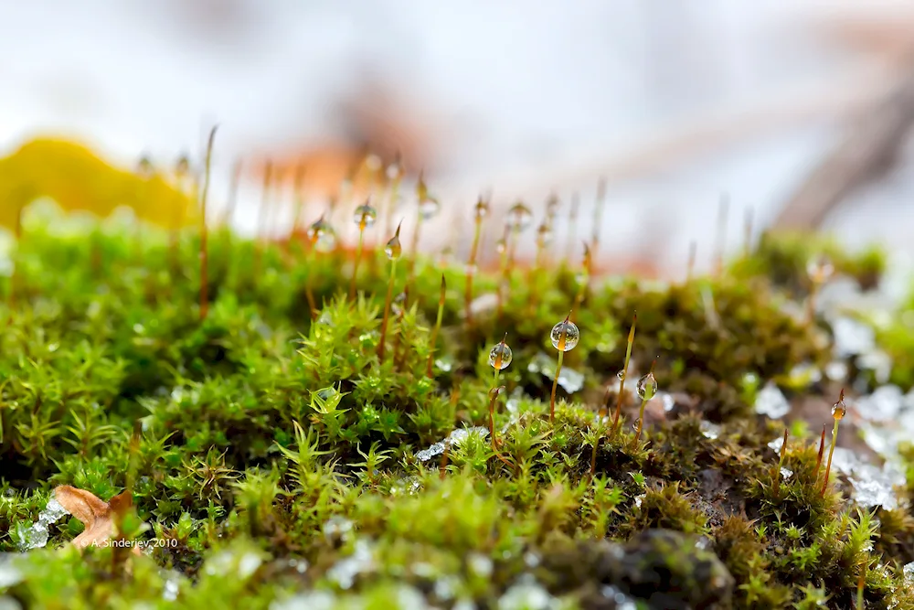 Arctic tundra moss