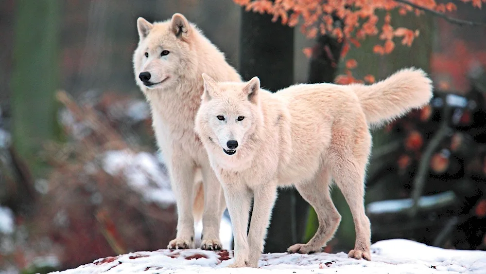 Arctic polar wolf