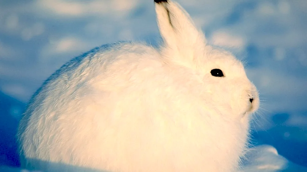 Hare Squirrel in the tundra