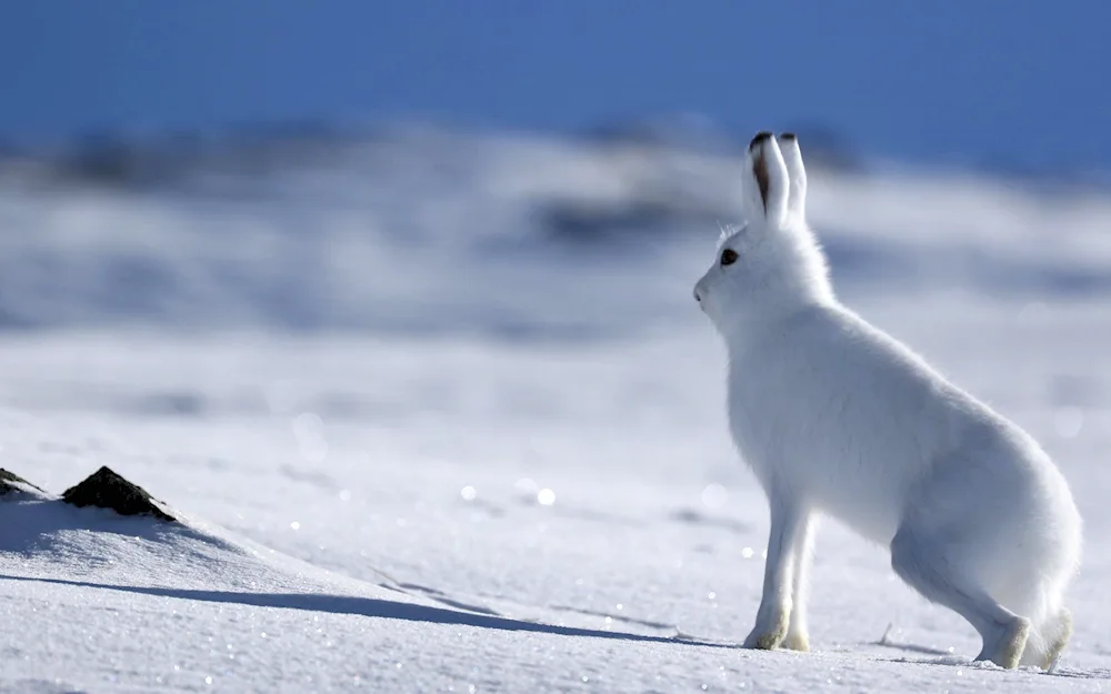 Belak in the tundra