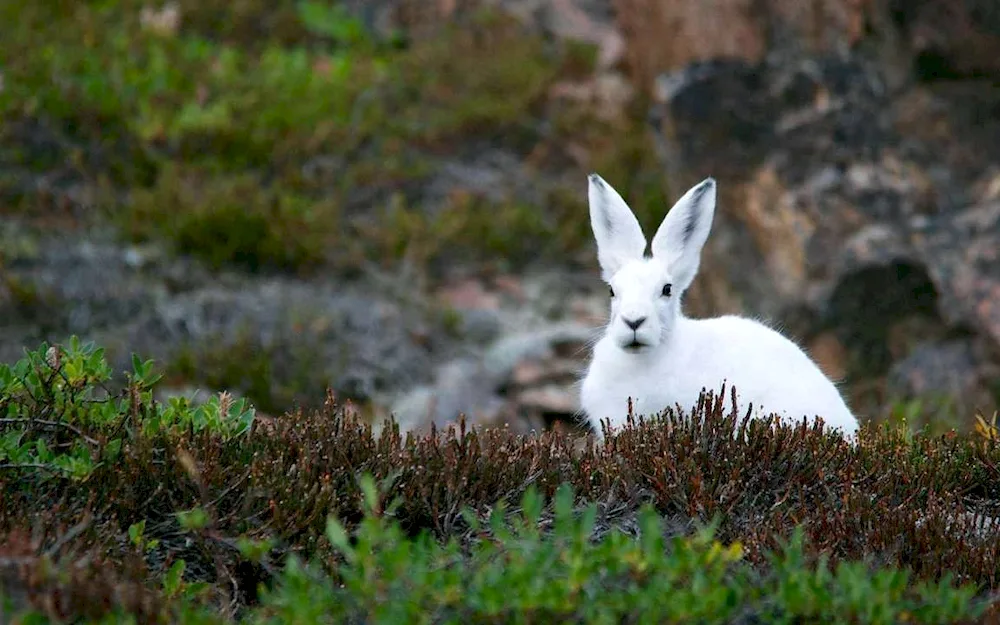 Arctic hare Arctic hare in tundra