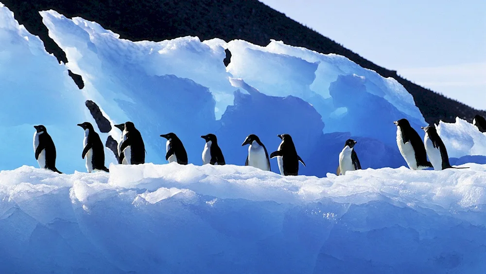 Antarctic Antarctica Antarctica