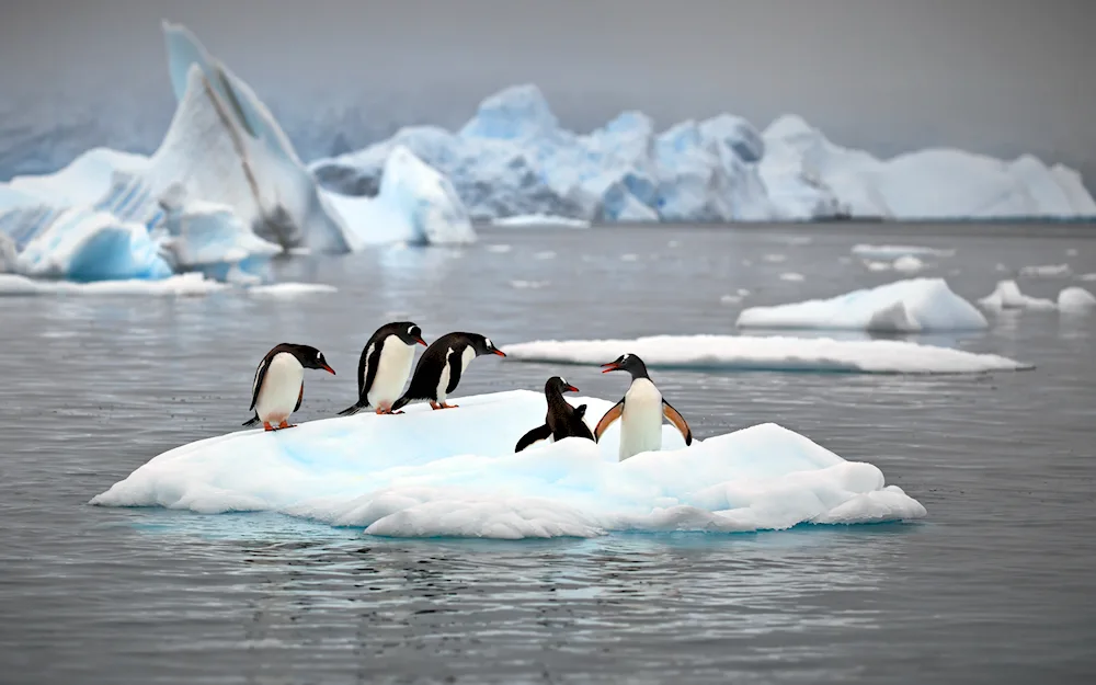 Arctic Antarctica Antarctica Antarctica