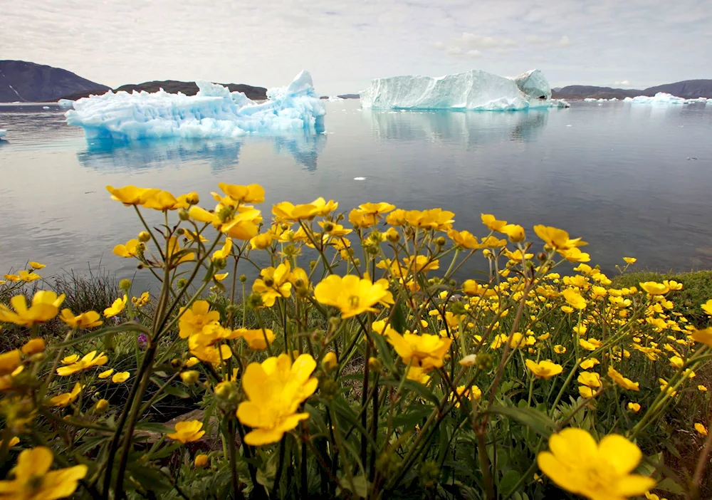 Arctic Flora Polar Mac