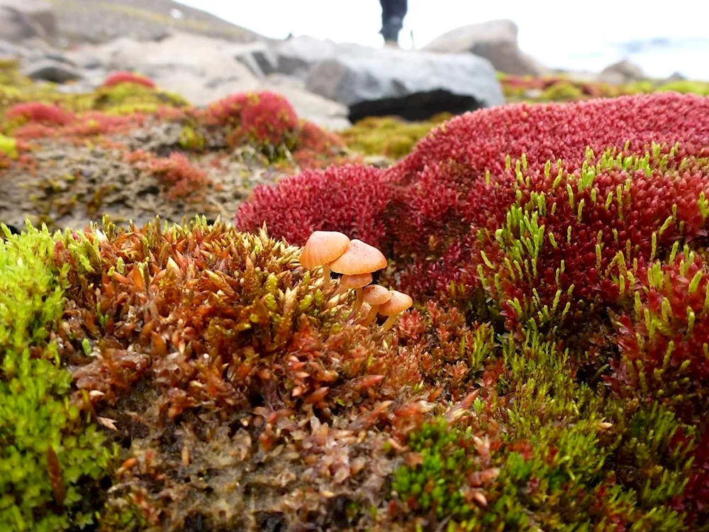 Arctic Polar Mac lichens mosses