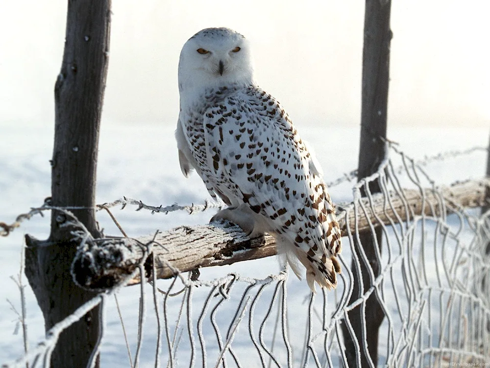 Arctic birds Polar Owl