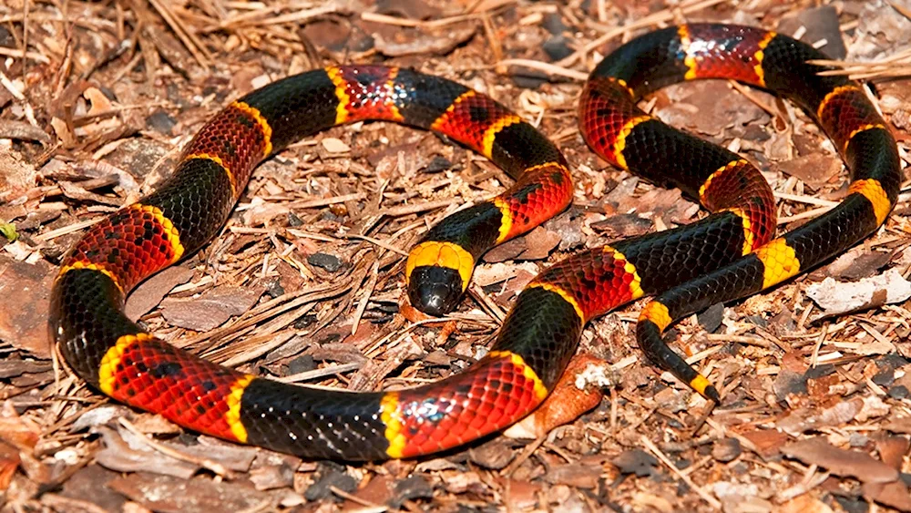 Python. Venomous snake