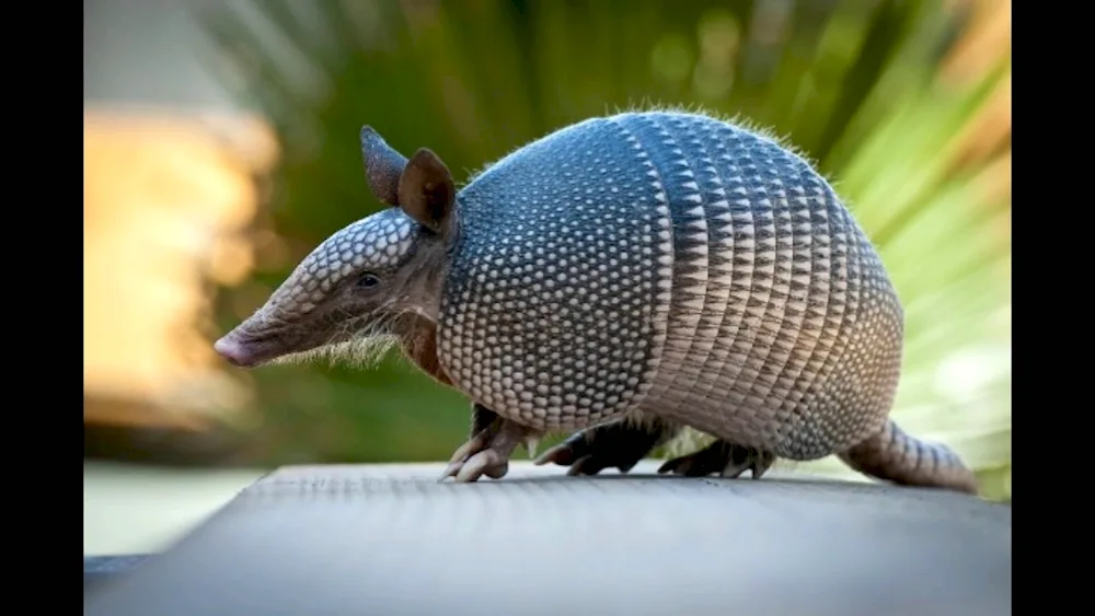 Armadillo bronze