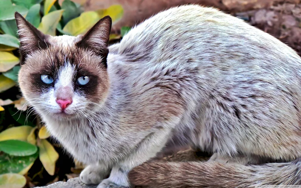 Armenian cat