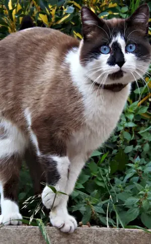 Armenian cat