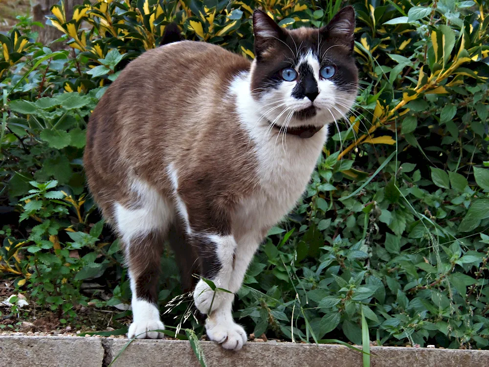 Armenian cat