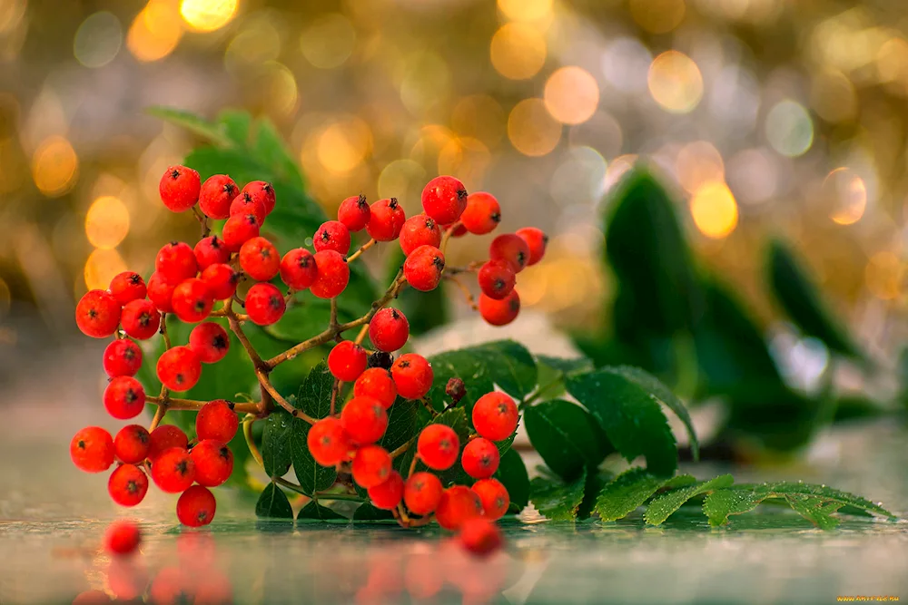 Rooseberry branch