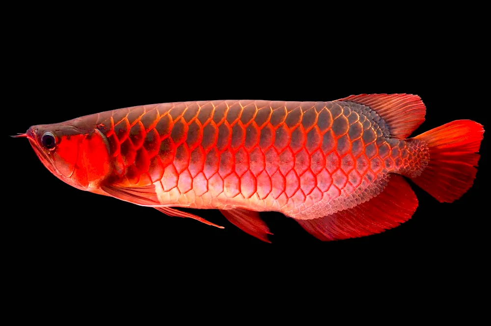 Red Parrot Cichlid