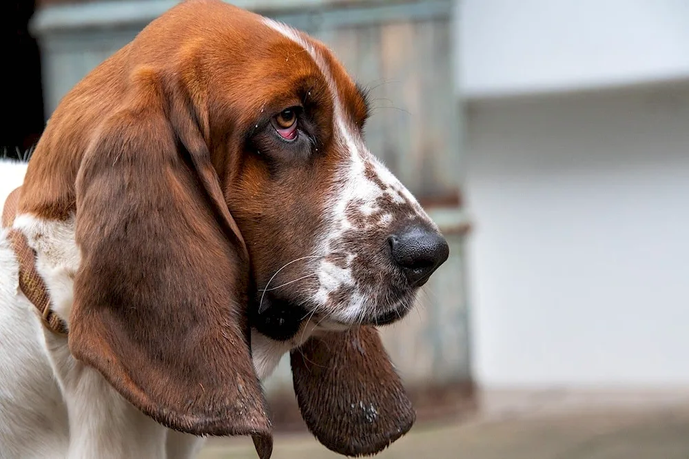 Basset hound. Hound puppy