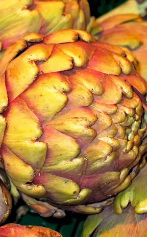 Artichoke