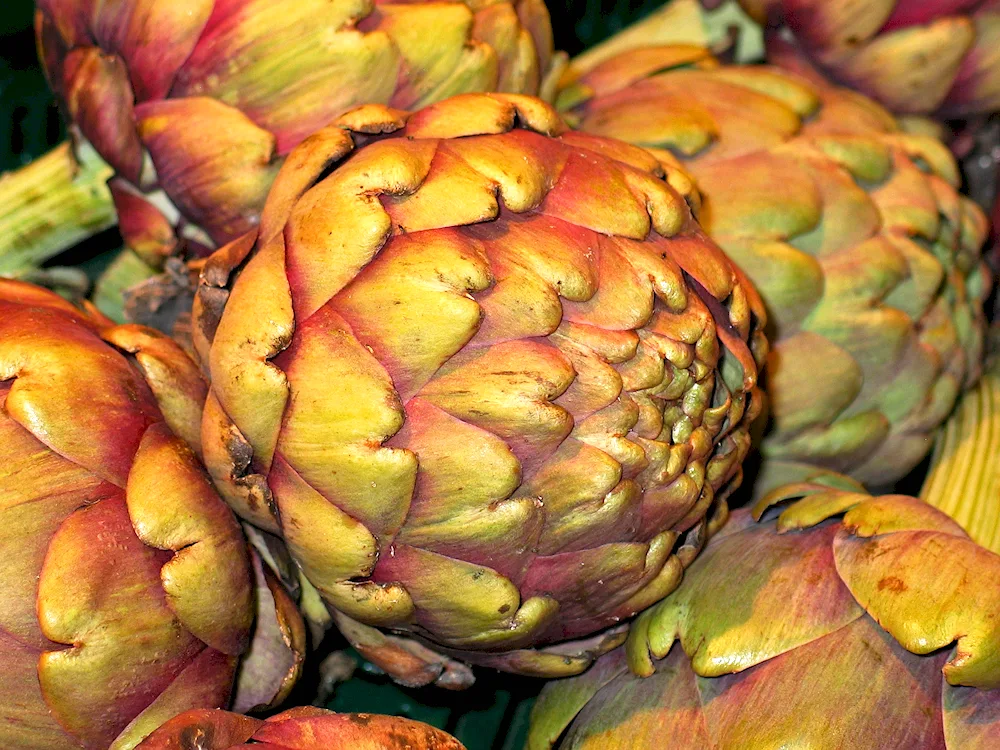Artichoke