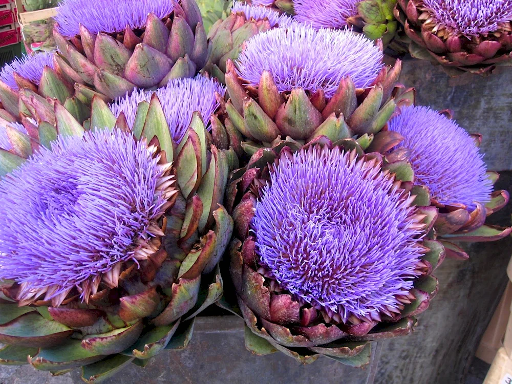 Artichoke Cynara