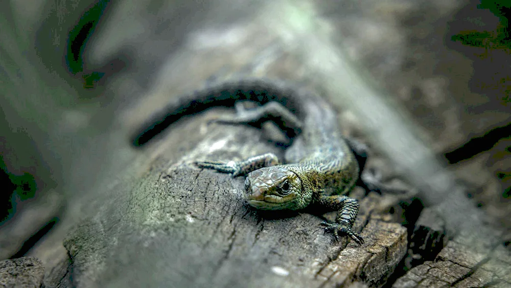 Crocodile lizard. skink